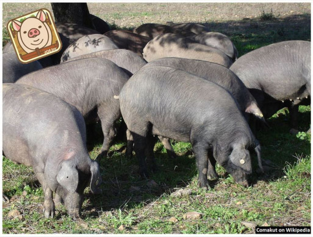 【歐洲考古現場】豬中霸主 – 西班牙伊比利亞豬 – 的祖先